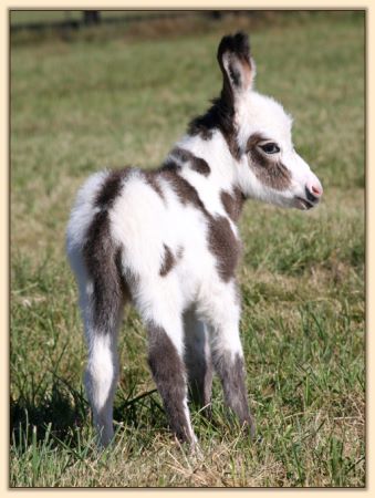 Ma Bell's 2011 Jennet Foal