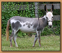 GSF Ms. Elegance, miniature donkey jennet.