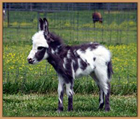 HHAA Bug Juice, dark spotted minature doneky jennet born at Half Ass Acres.