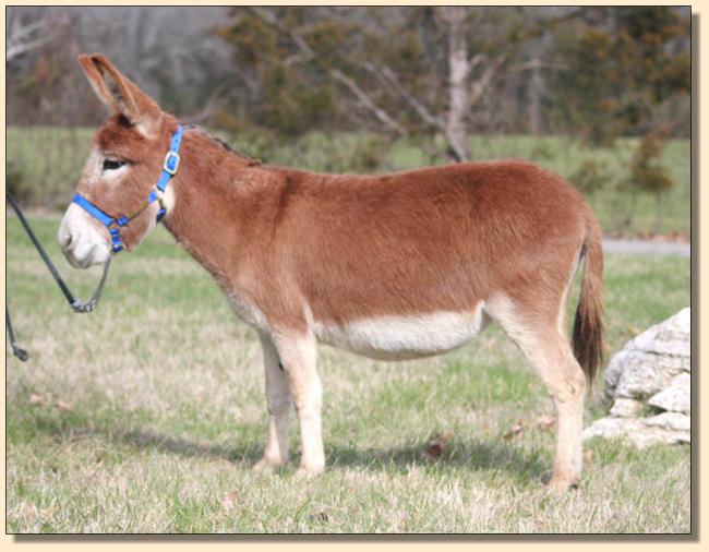 Little Friends Serengeti (Thelma), dark red miniature donkey jennet for sale