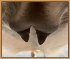Miniature donkey Cake's teats and bag before foaling.