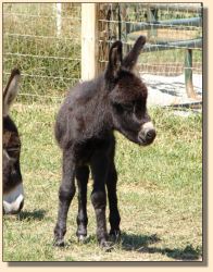 How Big a Boy 'R Ya'