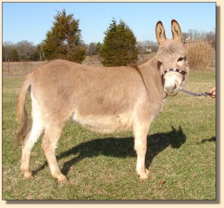 Click photo of miniature donkey to enlarge image